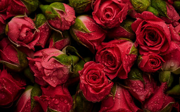 Картинка цветы розы natural roses красные фон бутоны background fresh flowers red