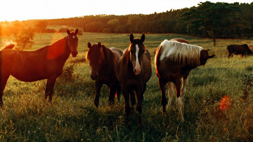 Картинка животные лошади табун луг пастбище