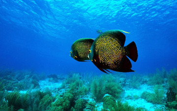 Картинка животные рыбы рыбы-ангелы море водоросли