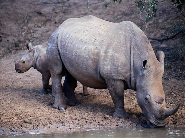 Обои картинки фото носорог, животные, носороги