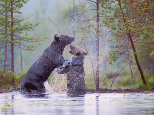 Картинка животные медведи