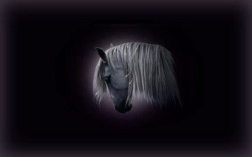 Картинка разное компьютерный дизайн лошадь конь портрет