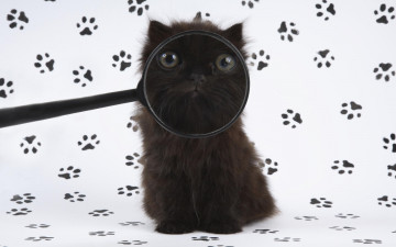 Картинка животные коты котёнок кошка лупа следы
