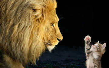 обоя животные, разные, вместе, лев, котёнок, коты, дружба
