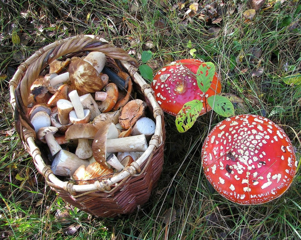 Обои картинки фото еда, грибы, грибные, блюда, мухоморы