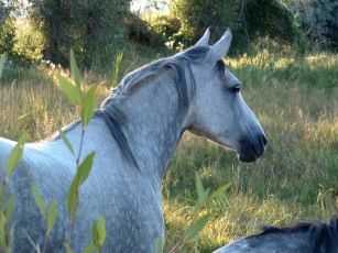 Картинка животные лошади голова конь