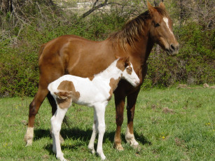 Картинка животные лошади жеребёнок кобыла