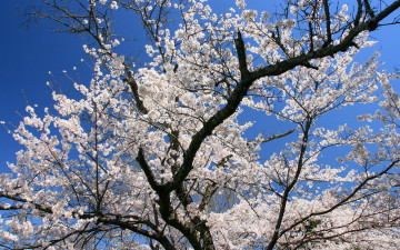 Картинка цветы сакура вишня небо ветки