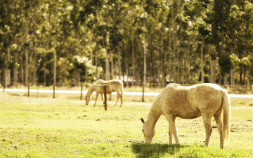 Картинка животные лошади кони пастбище