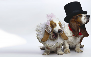 Картинка животные собаки невеста бассет-хаунд жених