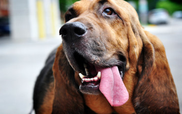 Картинка животные собаки собака бладхаунд морда язык