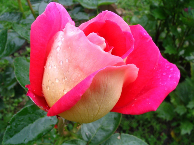 Обои картинки фото автор, danaka, цветы, розы, розовый
