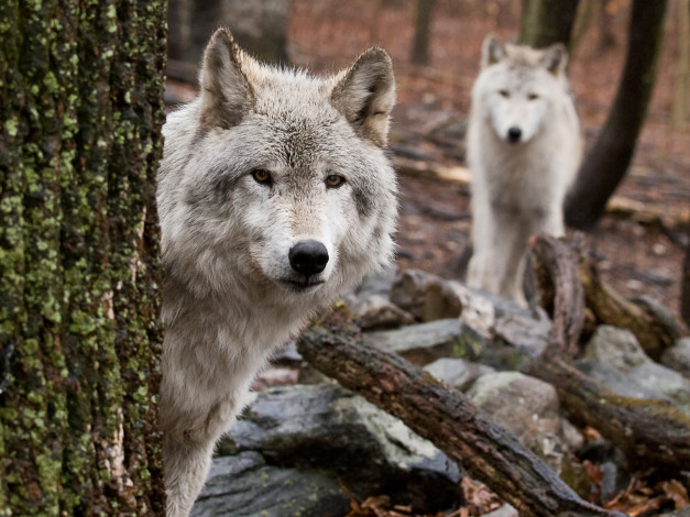 Обои картинки фото животные, волки, дерево
