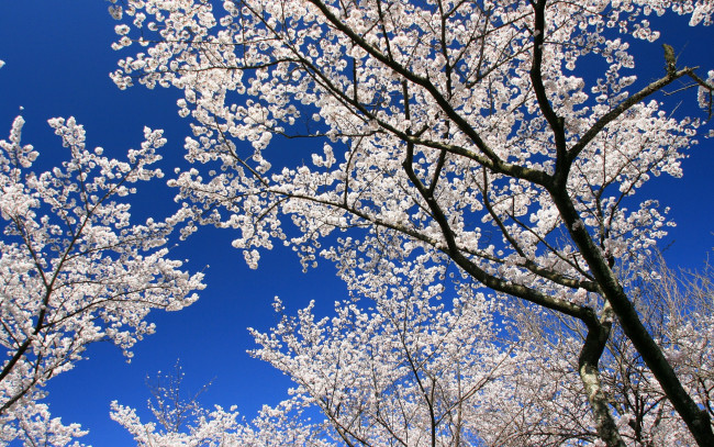 Обои картинки фото цветы, сакура, вишня, небо, ветки