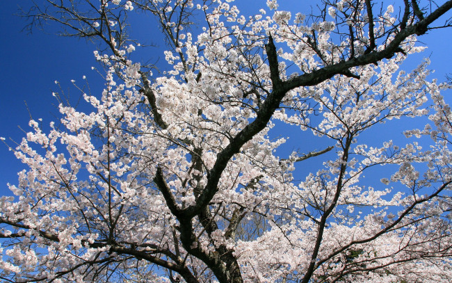 Обои картинки фото цветы, сакура, вишня, небо, ветки