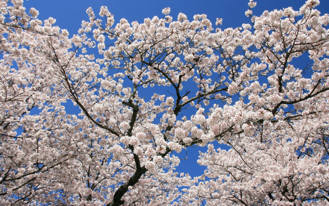 Обои картинки фото цветы, сакура, вишня, ветки, небо