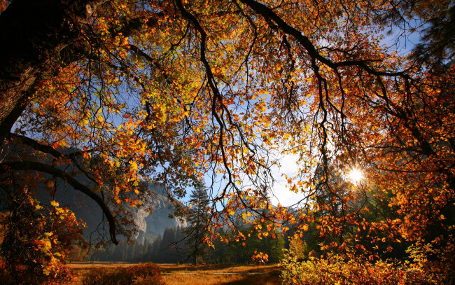 Обои картинки фото природа, деревья, осень, солнце, листья, ветки, дерево