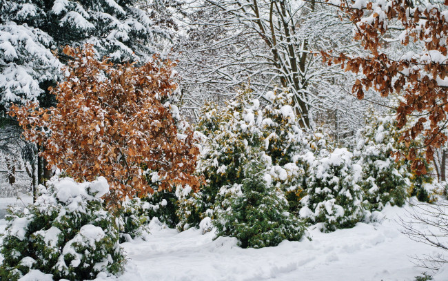Обои картинки фото природа, зима, деревья, лес, снег