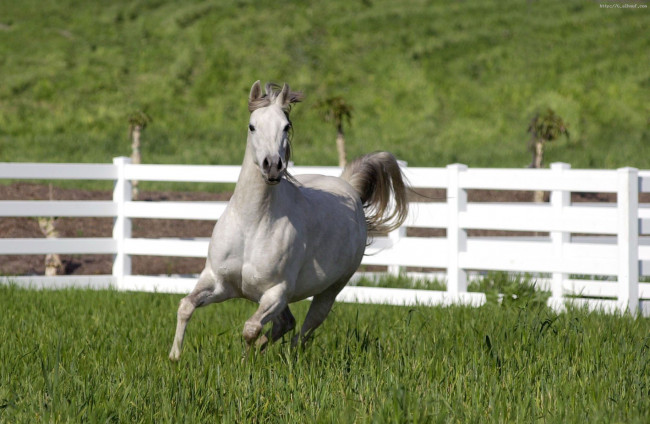 Обои картинки фото животные, лошади, бег, трава, конь