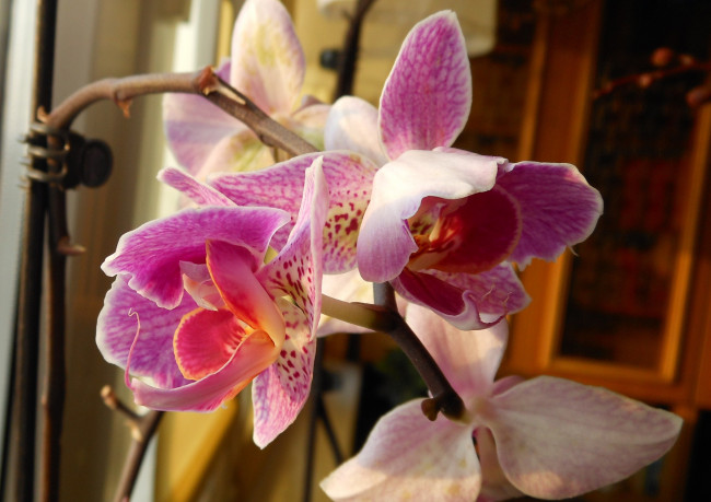 Обои картинки фото цветы, орхидеи, экзотика