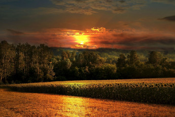 Картинка природа восходы закаты подсолнухи лес закат поле