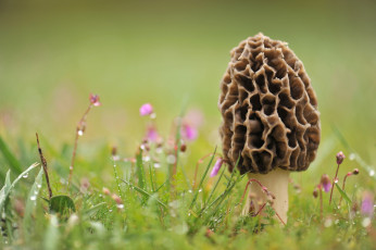 Картинка природа грибы роса сморчок трава