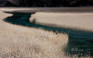 Картинка природа реки озера камыш река осень