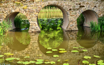 Картинка природа реки озера мост кувшинки река тростник