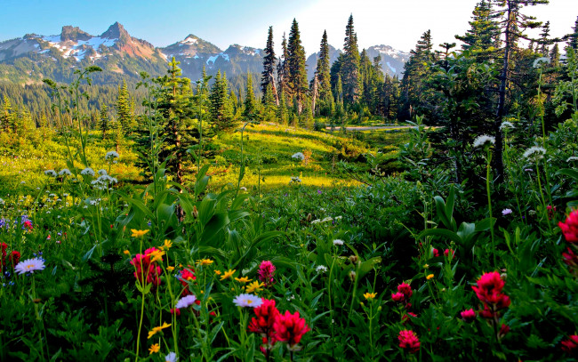 Обои картинки фото природа, луга, трава, горы, луг, деревья, цветы