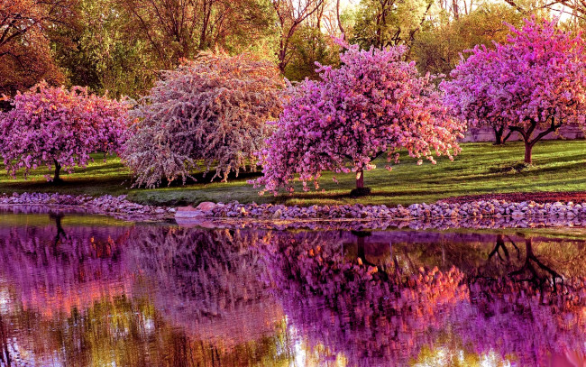 Обои картинки фото природа, пейзажи, река, краски, сакура, весна