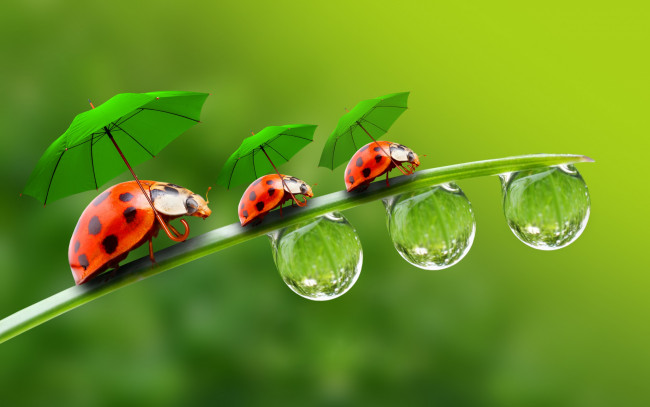 Обои картинки фото разное, компьютерный дизайн, a, blade, of, grass, зонтики, капельки, parasols, droplets, ladybirds, божьи, коровки, травинка