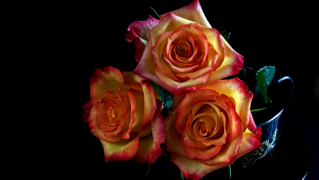 Обои картинки фото цветы, розы, трио