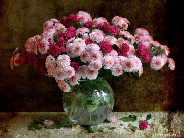 Обои картинки фото applegreen, ***, цветы, хризантемы