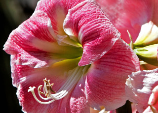 Картинка цветы амариллисы гиппеаструмы лепестки