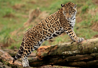 Картинка животные Ягуары пятна хищник