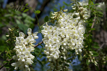 Картинка цветы акация гроздь ветки белый