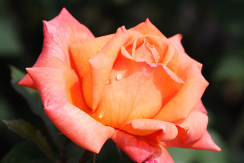Картинка цветы розы капля роза