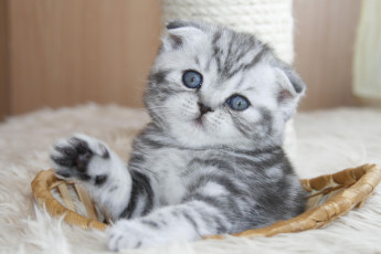Картинка животные коты котёнок шотландский вислоухий