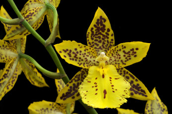 Картинка цветы орхидеи пятнистый желтый экзотика