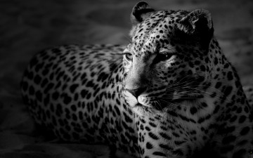 Картинка животные леопарды хишчник