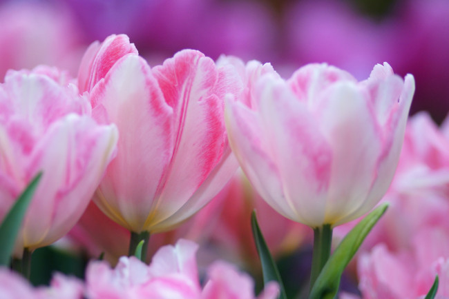 Обои картинки фото цветы, тюльпаны, розовый, нежность