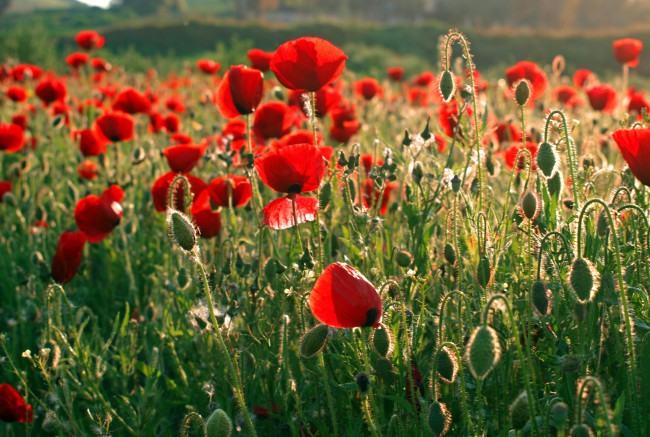 Обои картинки фото цветы, маки, поле, красный