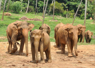 Картинка животные слоны стадо джунгли