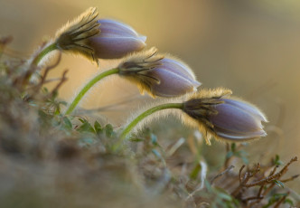 Картинка цветы анемоны +адонисы сон-трава