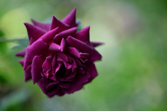Картинка цветы розы зелень темная фиолетовая цветок макро роза