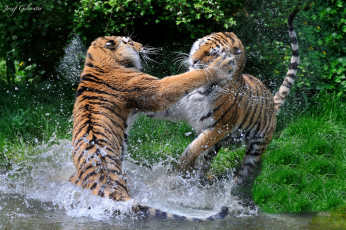Картинка животные тигры драка