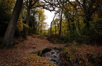 Картинка природа реки озера листва ручей лес осень