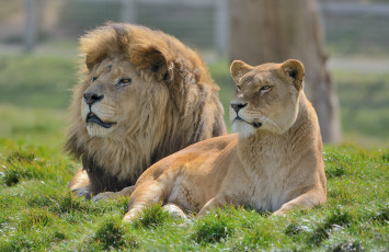 Картинка животные львы пара львица лев