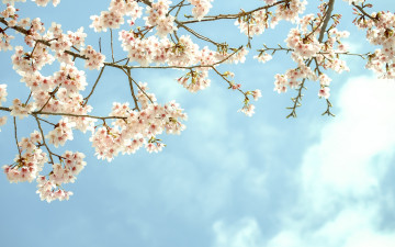Картинка цветы сакура +вишня дерево цветение фруктовое ветки небо