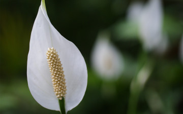 Картинка цветы спатифиллум цветок макро белый зелень